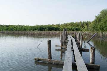 Obraz premium The bridge wood near Mangrove forest