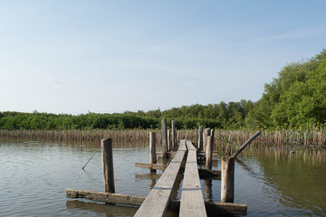 Naklejka premium The bridge wood near Mangrove forest