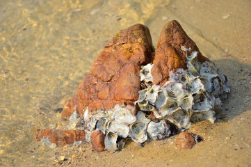 Mussel stuck with blouder