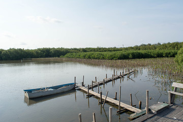 The bridge wood and Mangrove forest
