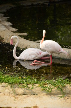 Flamingo stand on the pond.
