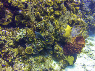 Parrotfish and Coral Reef in Roatan Honduras
