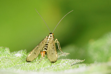 Scorpion Fly, Common Scorpionfly
