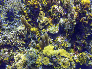Fototapeta na wymiar Coral Reef in Roatan Honduras