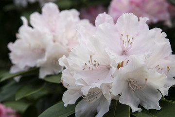Rhododendron flower. Plant in a public park in Glasgow, Scotland, United Kingdom