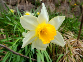 スイセンの花