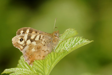 Speckled Wood
