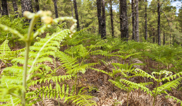 Flora of Gran Canaria - Pteridium ferns