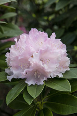 Rhododendron flower. Plant in a public park in Glasgow, Scotland, United Kingdom