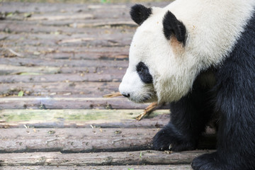 Obraz premium Giant panda bear in Chengdu, China