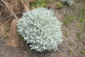 Flora of Gran Canaria - Tanacetum ptarmiciflorum