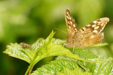Speckled Wood