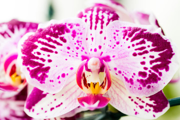 Close-up of orchids over white background