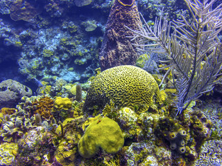 Brain Coral in Roatan Honduras