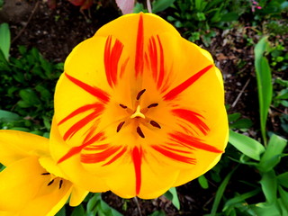 斑入りの黄色いチューリップ