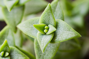 Close-up of succulent plant over light background