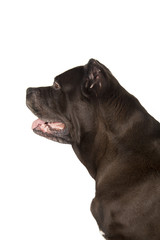 Obraz premium Cane Corso black dog on white background