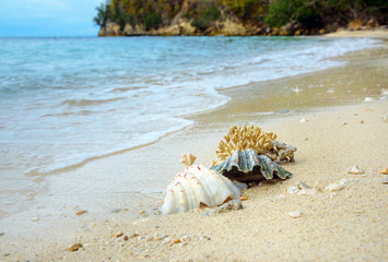Fototapeta na wymiar Seashells and coral on sand at beach