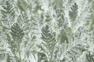 flora of Gran Canaria, leaves of Tanacetum ptarmiciflorum