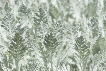 flora of Gran Canaria, leaves of Tanacetum ptarmiciflorum