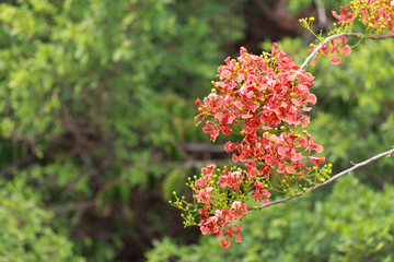 Flame tree flowers or peacock flowers