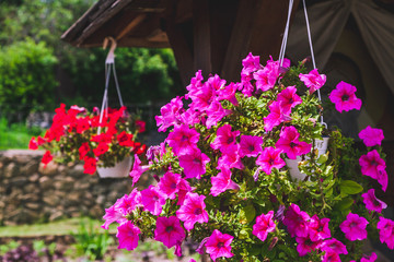 Fototapeta na wymiar Blooming petunias in hanging flowerpot
