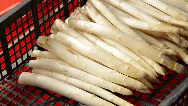 Asparagus officinalis هليون Gem&uuml;sespargel Asparagi Chřest l&eacute;kařsk&yacute; Aspargo Szparag lekarski Спаржа лекарственная Asparago bianco Asperge di Tavagnacco Asperge 아스파라거스 Esp&aacute;rrago 芦笋 アスパラガス Harvest