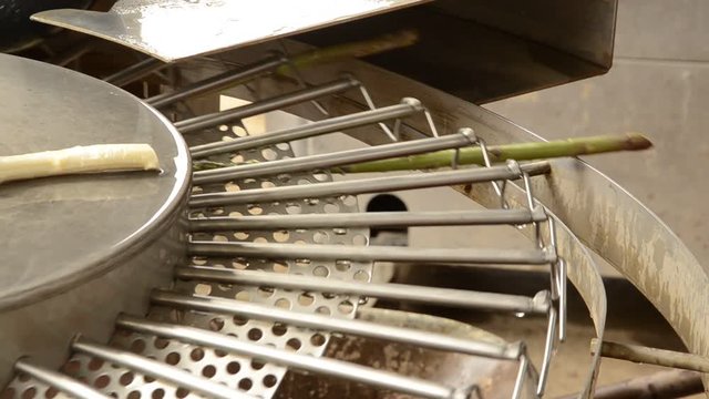 Asparagus officinalis هليون Gem&uuml;sespargel Asparagi Chřest l&eacute;kařsk&yacute; Aspargo Szparag lekarski Спаржа лекарственная Asparago verde Asperge di Tavagnacco Asperge 아스파라거스 Esp&aacute;rrago 芦笋 アスパラガス Harvest green