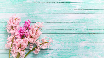 Background  with fresh  pink flower hyacinths on turquoise paint