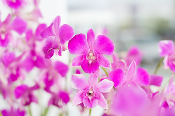 Fototapeta na wymiar Beautiful orchid flowers.