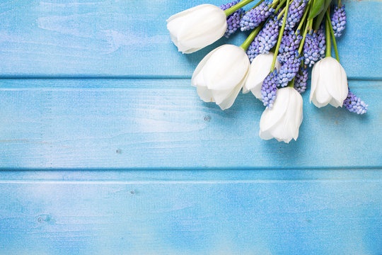 Fresh white tulips  and blue muscaries  flowers on white wooden