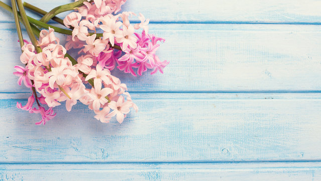 Background  with fresh  pink hyacinths flowers on blue  painted