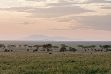 Savanna plain with acacia trees at dawn against distance view on mountain. Serengeti National Park, Tanzania, Africa. 
