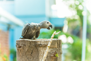 young African grey parrot sitting on wooden and looking at camera