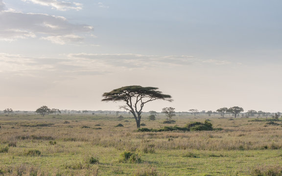 Savanna Plain With Acacia Trees. Serengeti National Park, Tanzania, Africa. 
