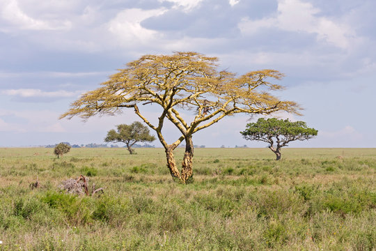 Savanna plain with acacia trees against cloudy sky background. Serengeti National Park, Tanzania, Africa.
