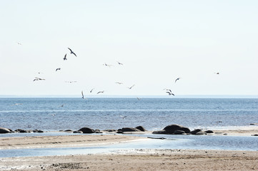 seagulls flying over the Baltic sea