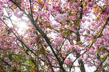 Apple tree / Apple tree blossom at springtime
