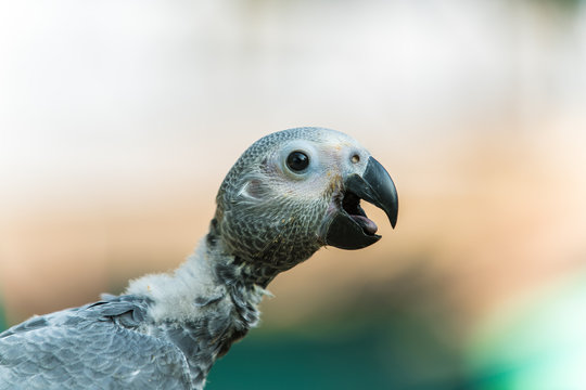 young African grey parrot  looking at camera - Head Close up