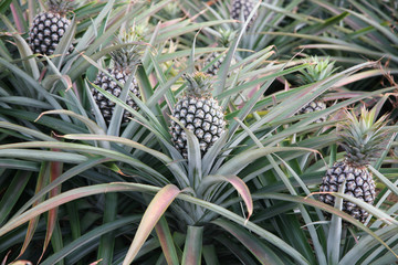Obraz premium Tropical fruit Fresh pineapple on tree at farm