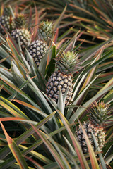 Pineapple at farm