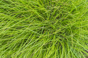 field of a green high grass