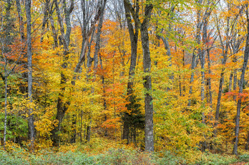 collection of beautiful colorful autumn leaves  green yellow ora