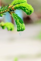 Fresh pine buds for syrup. Pine bud syrup is very healthy and you can treat aliments such as:...