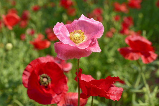Shirley poppy