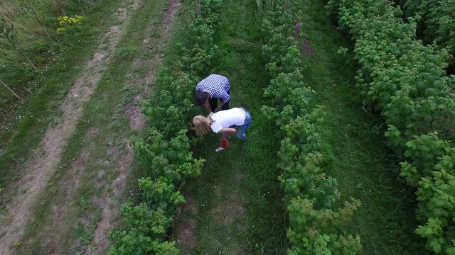 Fly past drone footage of couple picking fruit in agricultural area