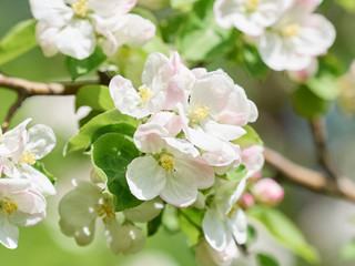 beautiful flowering apple trees.