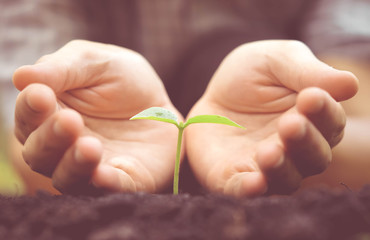 Hands growing and nurturing tree growing on fertile soil with green and yellow bokeh background / nurturing baby plant / protect nature