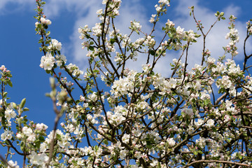 blooming flowering apple in spring