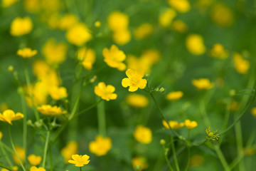 marsh-marigold first yellow flowers spring